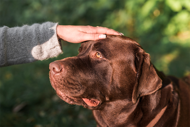 Understanding Your Dog's Body Language