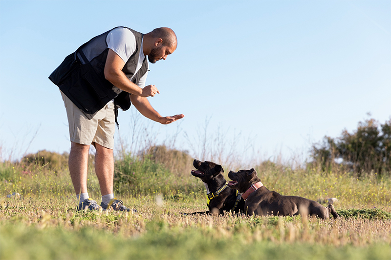 Lack of Obedience Training