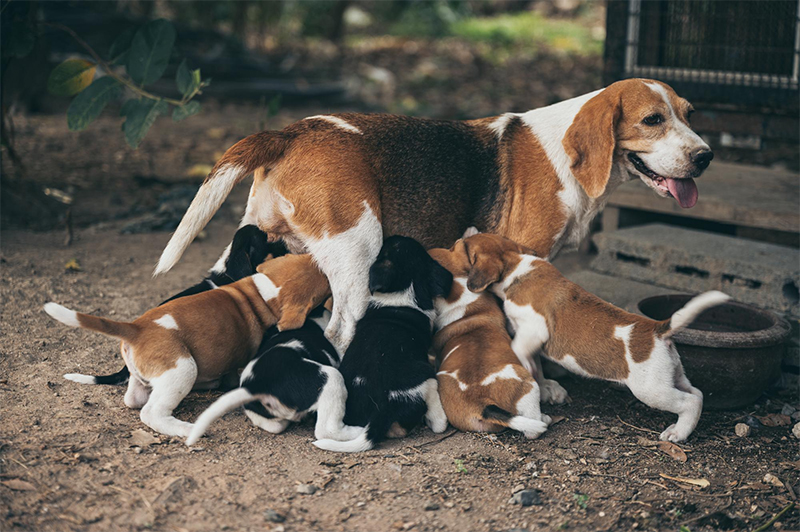 Maternal Instinct