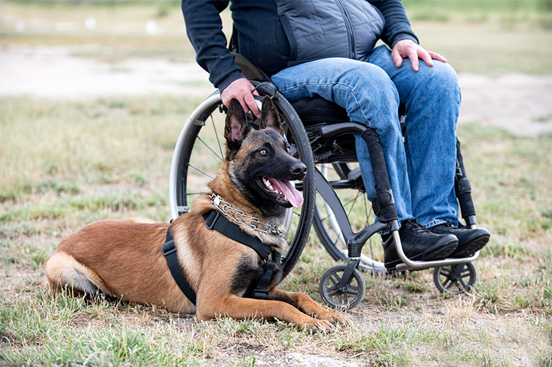 Physical Injuries Caused by Service Dog Attacks