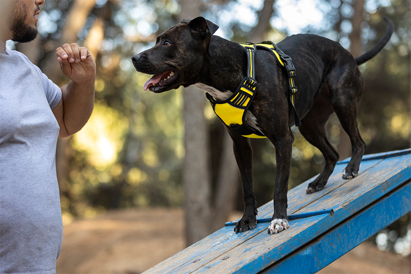 Physical Injuries Caused by Service Dog Attacks